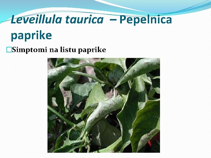 Leveillula taurica – Pepelnica paprike �Simptomi na listu paprike 