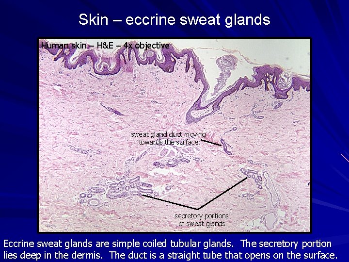 Skin – eccrine sweat glands Human skin – H&E – 4 x objective sweat