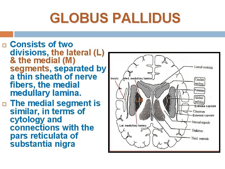GLOBUS PALLIDUS Consists of two divisions, the lateral (L) & the medial (M) segments,