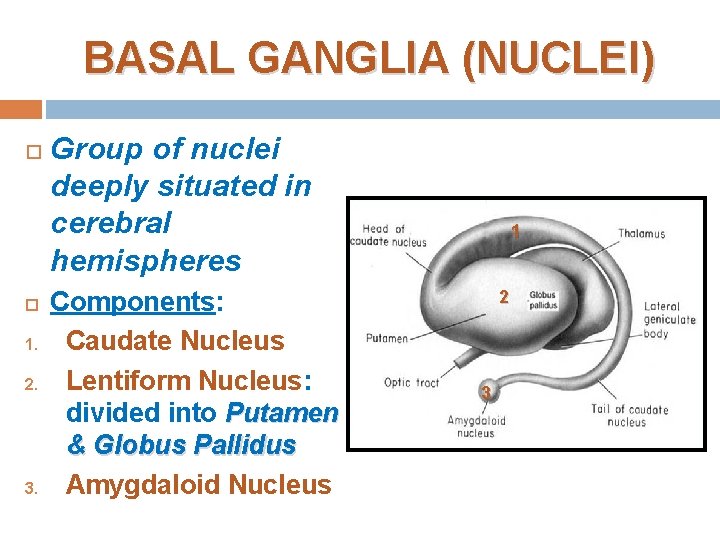 BASAL GANGLIA (NUCLEI) 1. 2. 3. Group of nuclei deeply situated in cerebral hemispheres