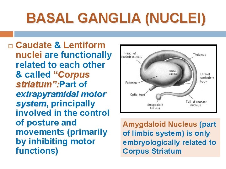 BASAL GANGLIA (NUCLEI) Caudate & Lentiform nuclei are functionally related to each other &