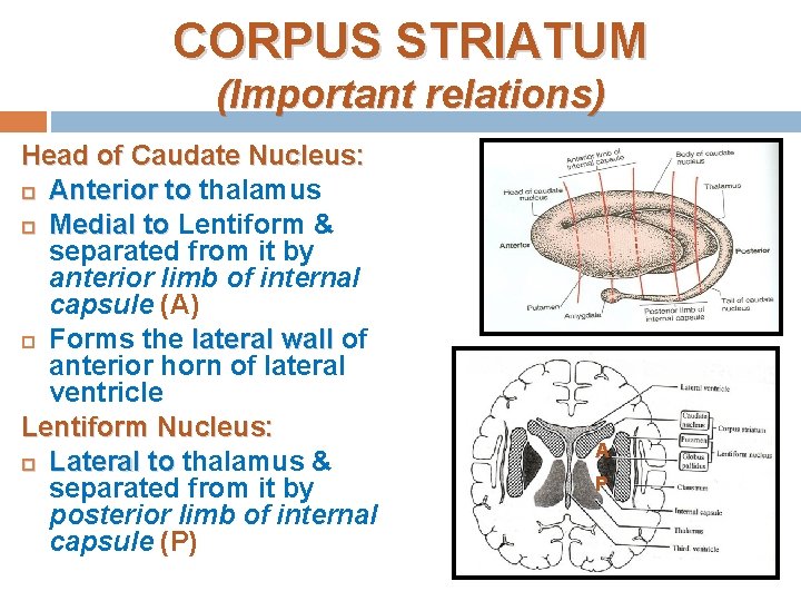 CORPUS STRIATUM (Important relations) Head of Caudate Nucleus: Anterior to thalamus Medial to Lentiform