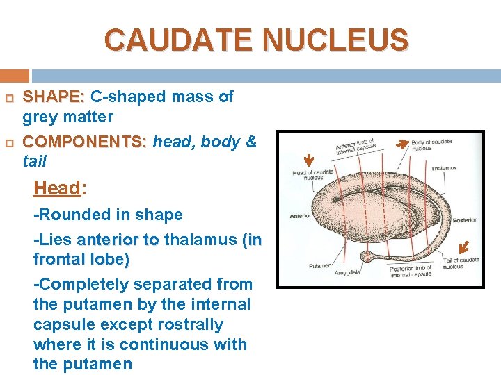 CAUDATE NUCLEUS SHAPE: C-shaped mass of grey matter COMPONENTS: head, body & tail Head: