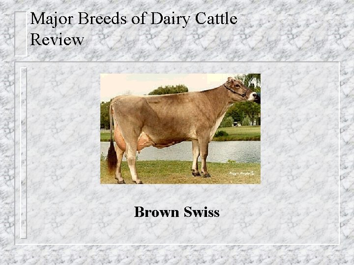Major Breeds of Dairy Cattle Review Brown Swiss 