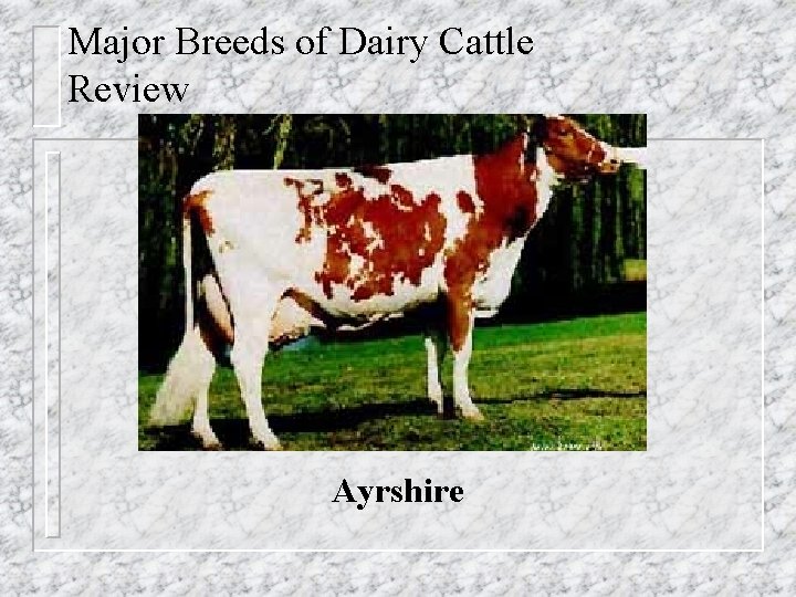 Major Breeds of Dairy Cattle Review Ayrshire 