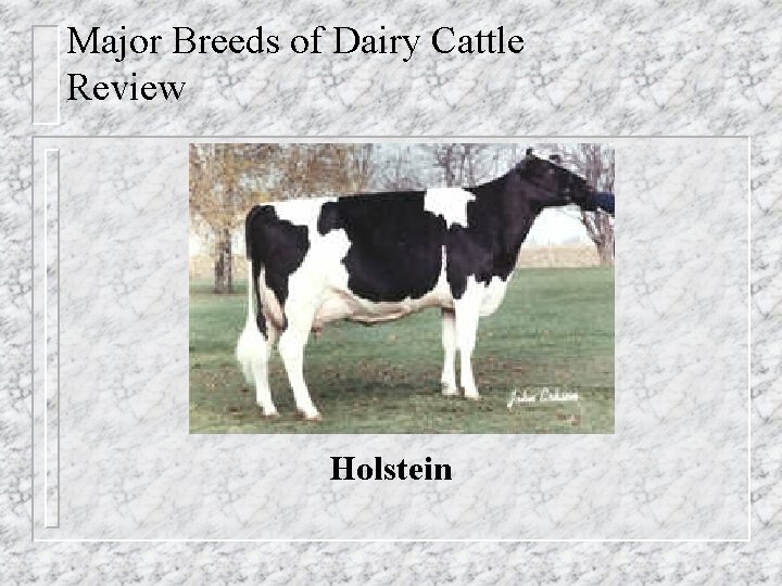 Major Breeds of Dairy Cattle Review Holstein 