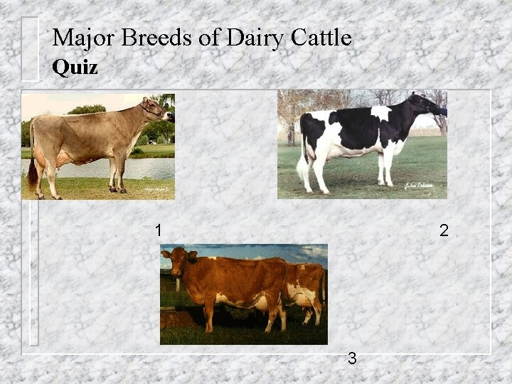 Major Breeds of Dairy Cattle Quiz 1 2 3 