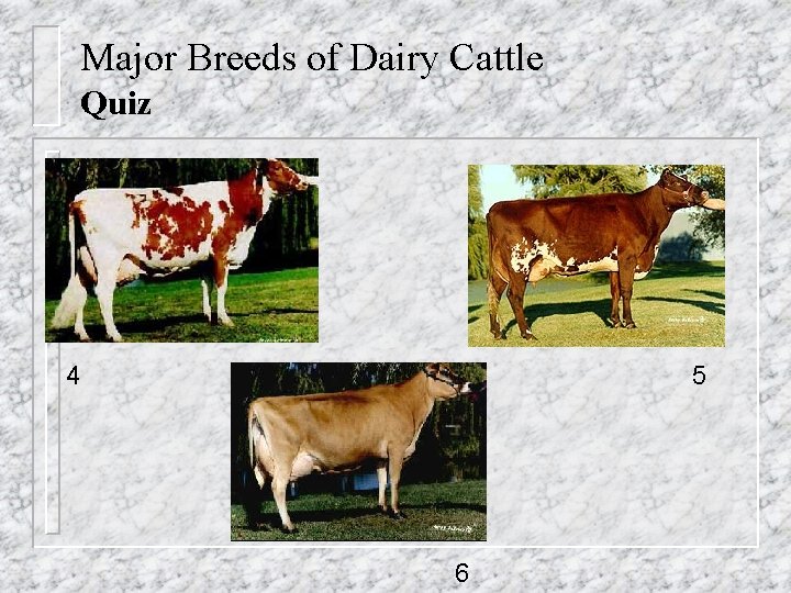 Major Breeds of Dairy Cattle Quiz 4 5 6 