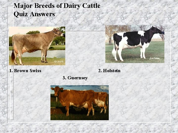 Major Breeds of Dairy Cattle Quiz Answers 1. Brown Swiss 2. Holstein 3. Guernsey