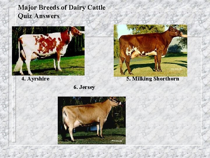 Major Breeds of Dairy Cattle Quiz Answers 4. Ayrshire 5. Milking Shorthorn 6. Jersey