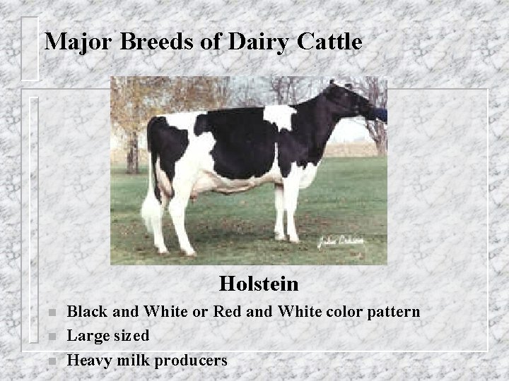 Major Breeds of Dairy Cattle Holstein n Black and White or Red and White