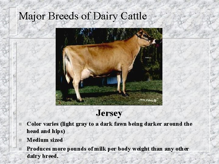 Major Breeds of Dairy Cattle Jersey n n n Color varies (light gray to