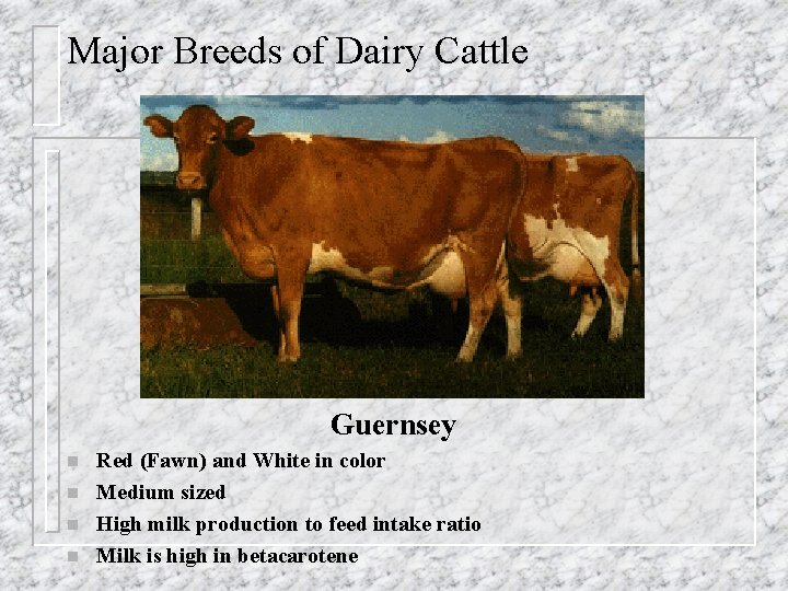 Major Breeds of Dairy Cattle Guernsey n n Red (Fawn) and White in color
