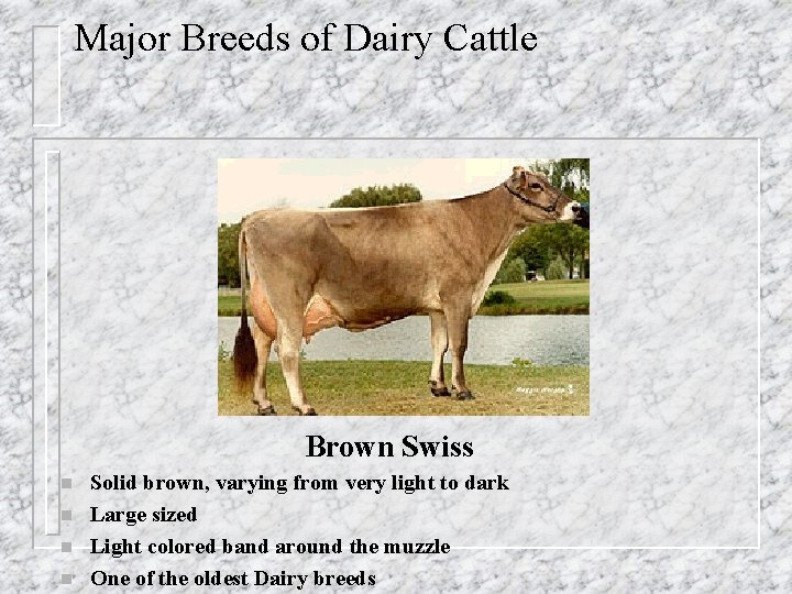 Major Breeds of Dairy Cattle Brown Swiss n n Solid brown, varying from very