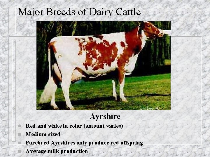 Major Breeds of Dairy Cattle Ayrshire n n Red and white in color (amount