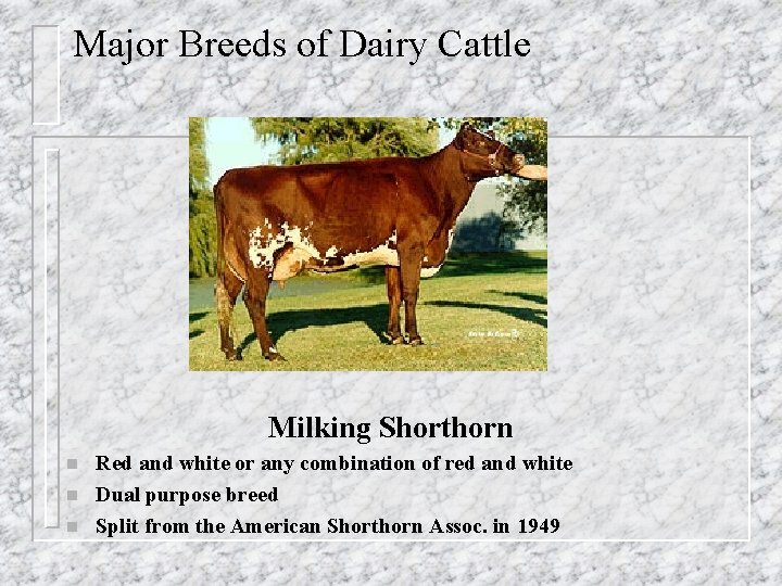 Major Breeds of Dairy Cattle Milking Shorthorn n Red and white or any combination