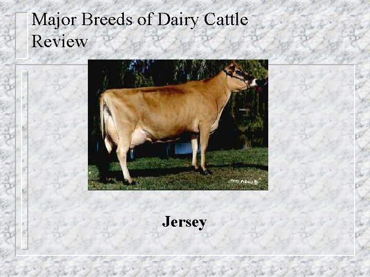 Major Breeds of Dairy Cattle Review Jersey 