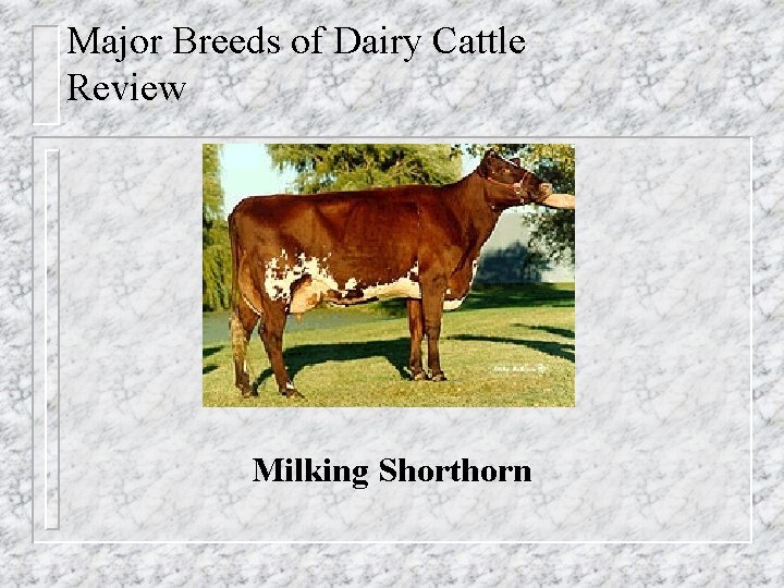 Major Breeds of Dairy Cattle Review Milking Shorthorn 