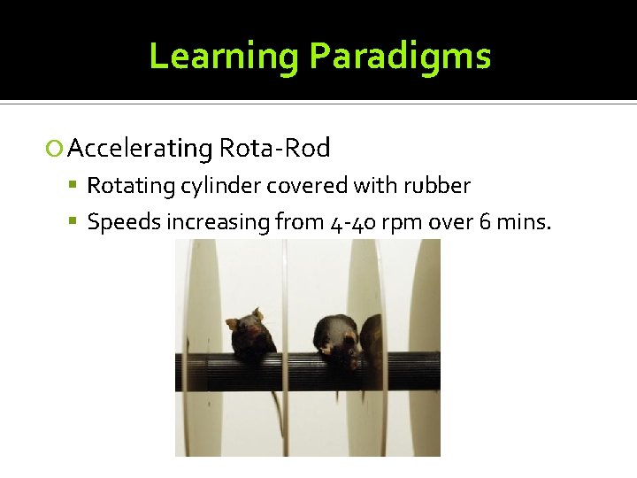 Learning Paradigms Accelerating Rota-Rod Rotating cylinder covered with rubber Speeds increasing from 4 -40