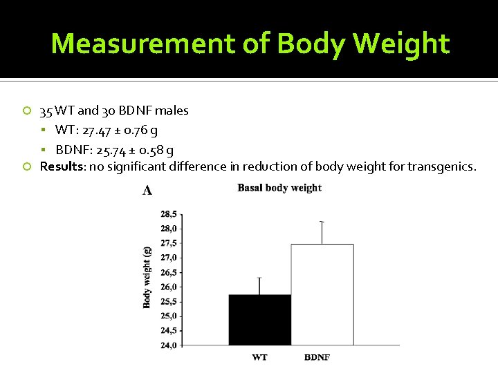 Measurement of Body Weight 35 WT and 30 BDNF males WT: 27. 47 ±