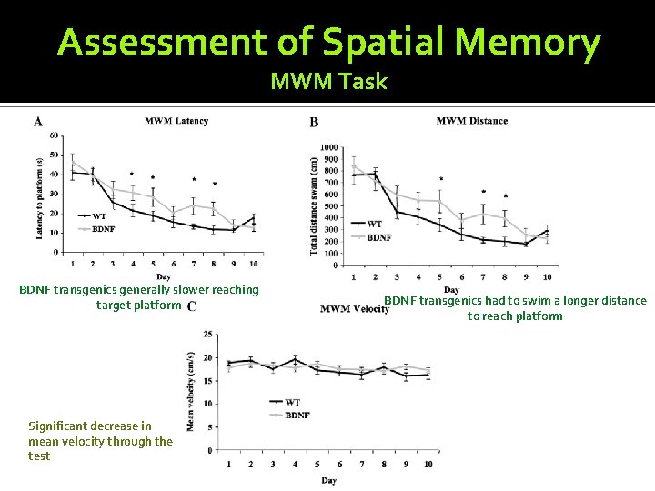Assessment of Spatial Memory MWM Task BDNF transgenics generally slower reaching target platform Significant