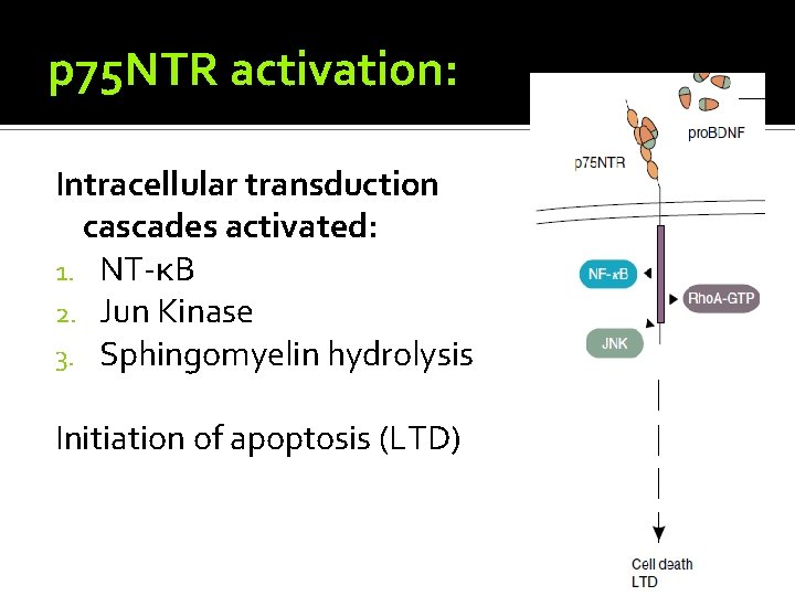 p 75 NTR activation: Intracellular transduction cascades activated: 1. NT-κB 2. Jun Kinase 3.