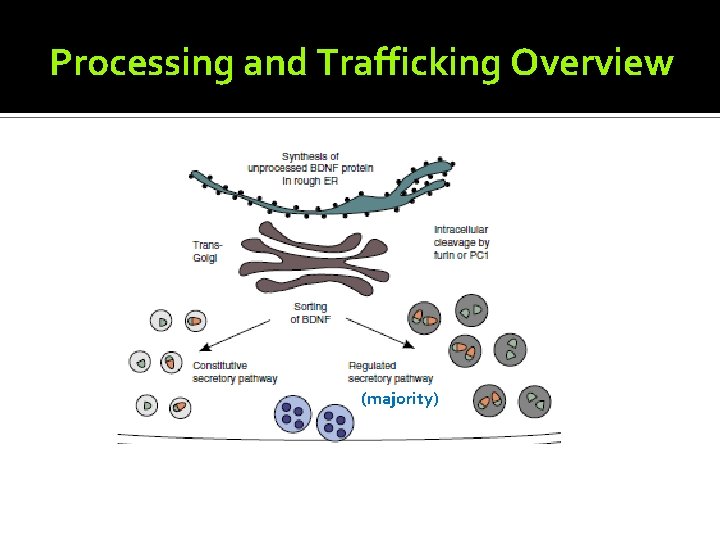 Processing and Trafficking Overview (majority) 