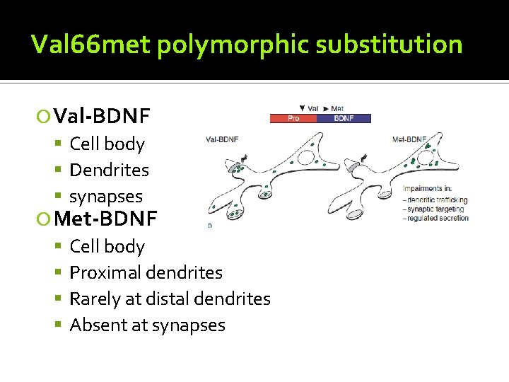 Val 66 met polymorphic substitution Val-BDNF Cell body Dendrites synapses Met-BDNF Cell body Proximal