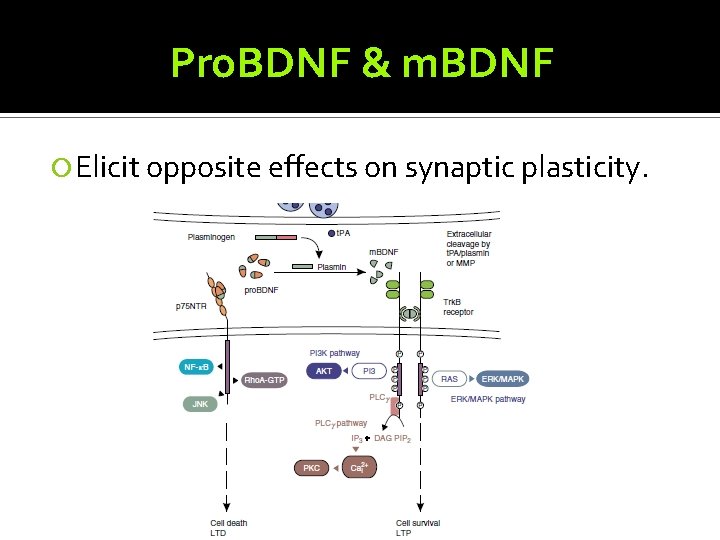 Pro. BDNF & m. BDNF Elicit opposite effects on synaptic plasticity. 