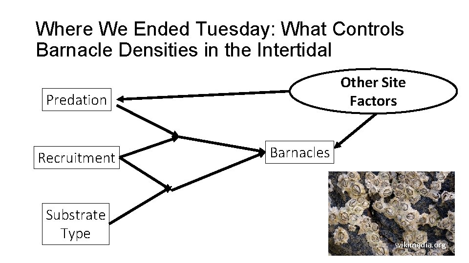 Where We Ended Tuesday: What Controls Barnacle Densities in the Intertidal Other Site Factors