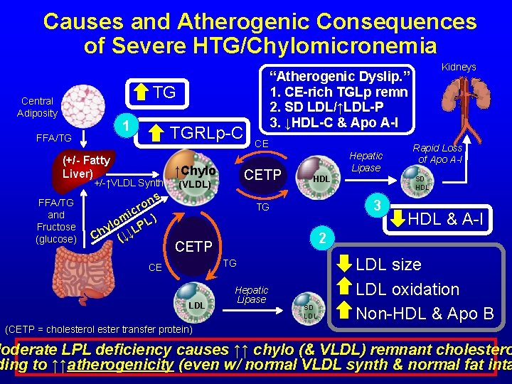 Causes and Atherogenic Consequences of Severe HTG/Chylomicronemia “Atherogenic Dyslip. ” 1. CE-rich TGLp remn