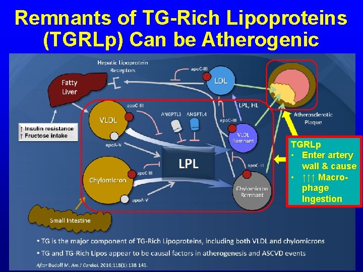 Remnants of TG-Rich Lipoproteins (TGRLp) Can be Atherogenic TGRLp • Enter artery wall &