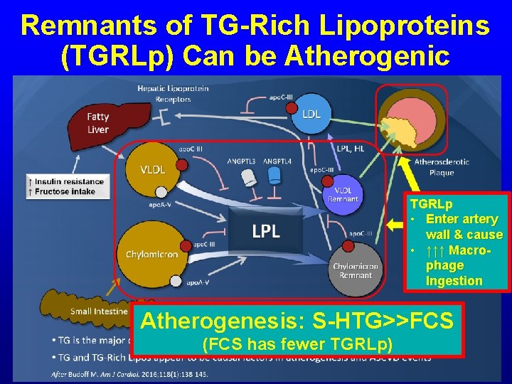 Remnants of TG-Rich Lipoproteins (TGRLp) Can be Atherogenic TGRLp • Enter artery wall &
