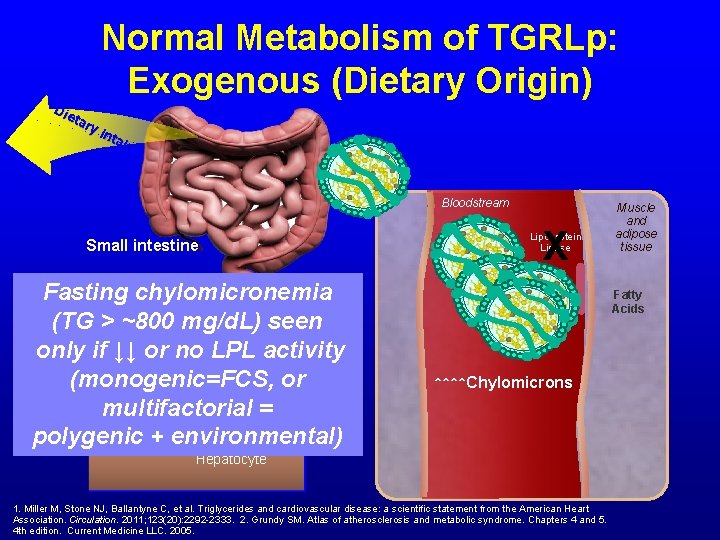 Normal Metabolism of TGRLp: Exogenous (Dietary Origin) Die tar y. I nt a ke