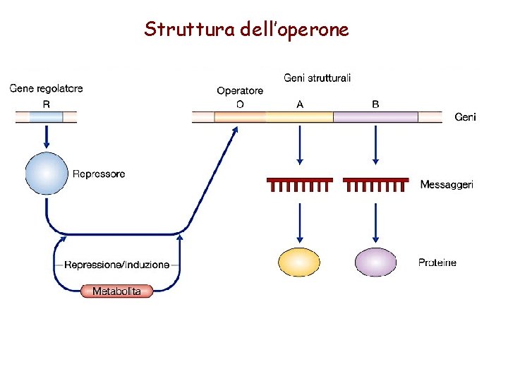 Struttura dell’operone 