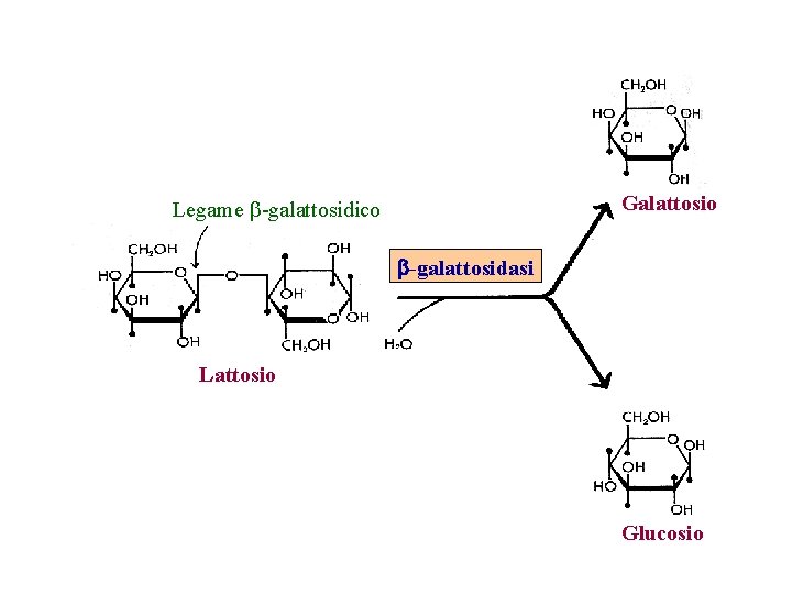 Galattosio Legame b-galattosidico b-galattosidasi Lattosio Glucosio 