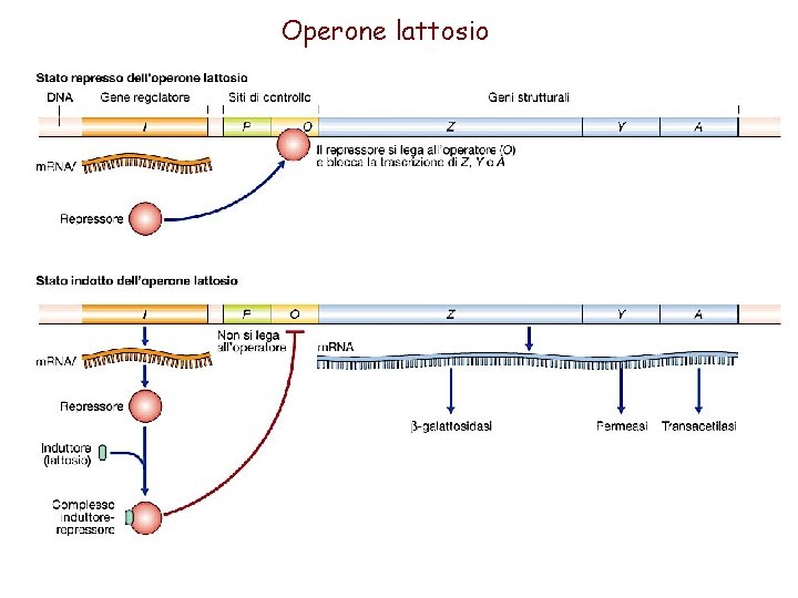 Operone lattosio 