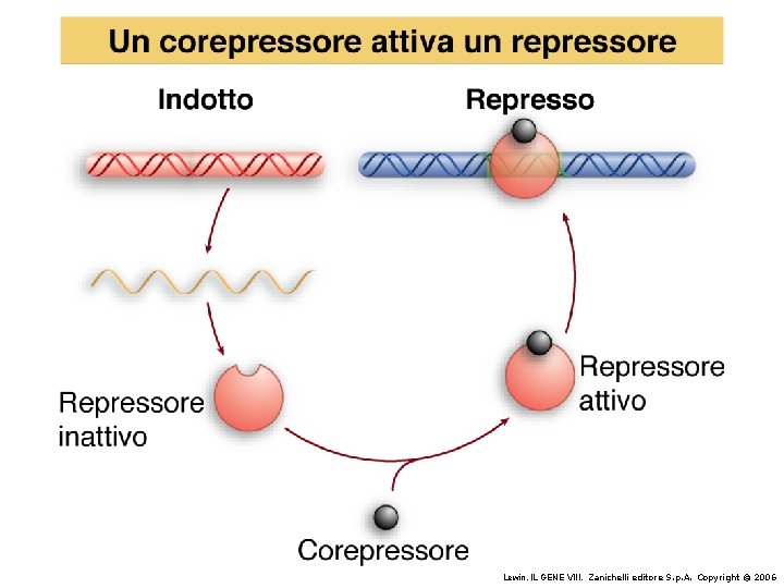 Lewin, IL GENE VIII, Zanichelli editore S. p. A. Copyright © 2006 