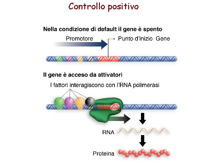 Controllo positivo 