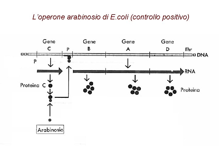 L’operone arabinosio di E. coli (controllo positivo) 