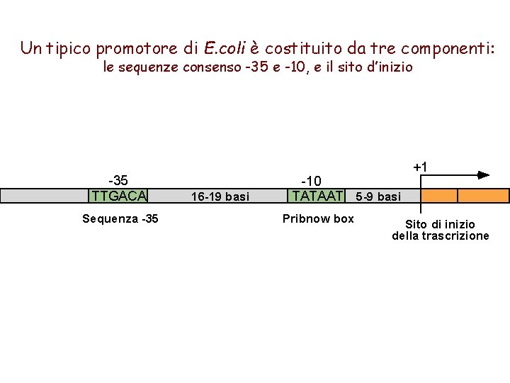 Un tipico promotore di E. coli è costituito da tre componenti: le sequenze consenso