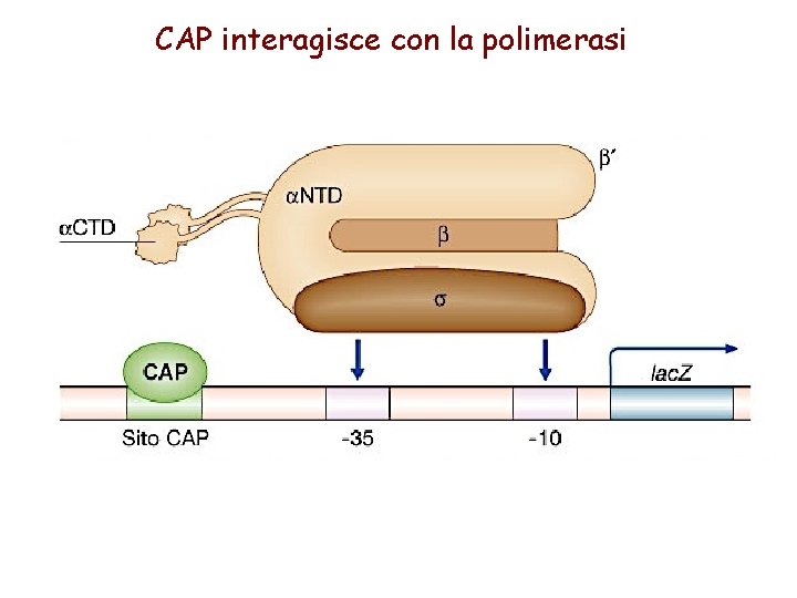 CAP interagisce con la polimerasi 