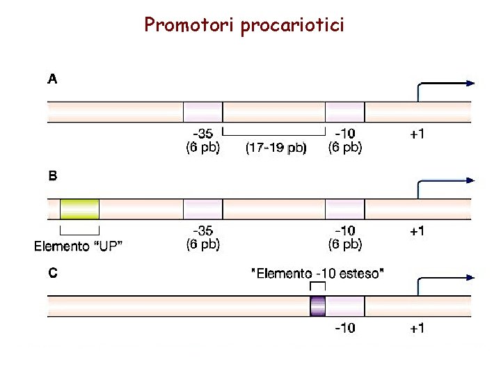 Promotori procariotici 