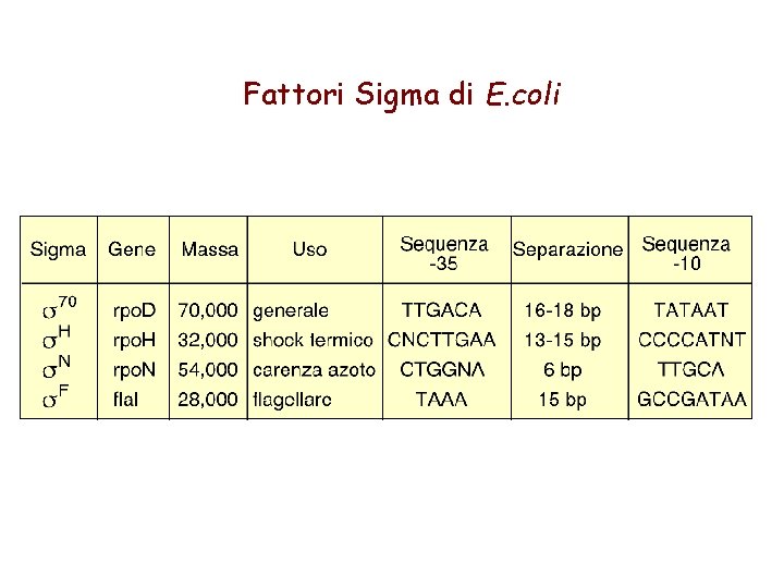 Fattori Sigma di E. coli 