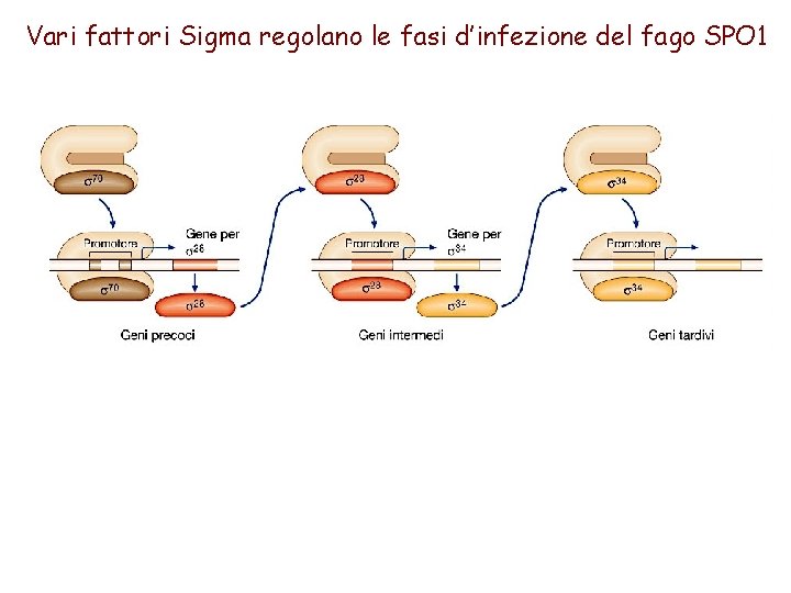 Vari fattori Sigma regolano le fasi d’infezione del fago SPO 1 