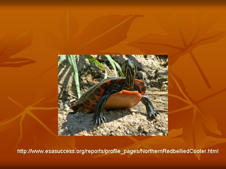http: //www. esasuccess. org/reports/profile_pages/Northern. Redbellied. Cooter. html 