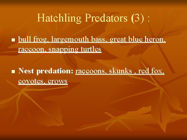 Hatchling Predators (3) : n n bull frog, largemouth bass, great blue heron, raccoon,