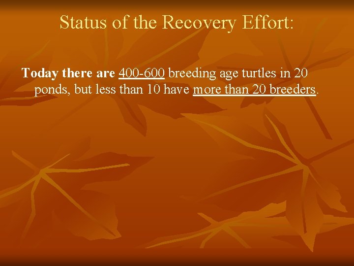 Status of the Recovery Effort: Today there are 400 -600 breeding age turtles in