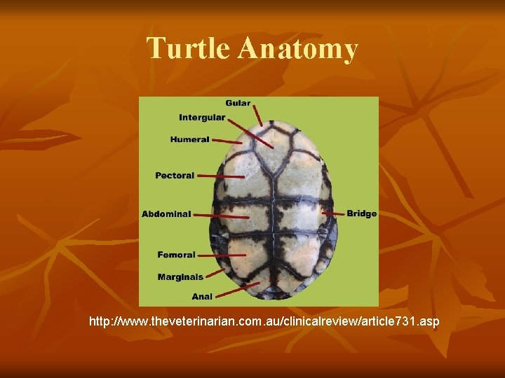 Turtle Anatomy http: //www. theveterinarian. com. au/clinicalreview/article 731. asp 