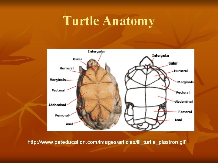 Turtle Anatomy http: //www. peteducation. com/images/articles/ill_turtle_plastron. gif 